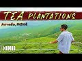 Kerala Tea Plantations India | MUNNAR INDIA travel vlog