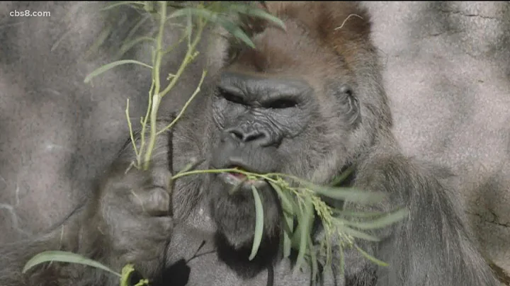 Great apes at the San Diego Zoo and Safari Park gi...