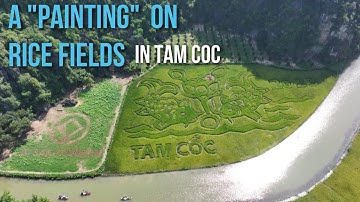 A “painting” on rice fields in Tam Coc | Bức tranh "Lý Ngự Vọng Nguyệt" trên cánh đồng lúa ở Tam Cốc