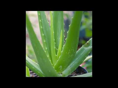 Jinsi Ya Kuondoa Mvi Kichwani Kwa Kutumia Alovera