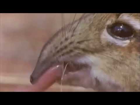 take a closer look at that snout
