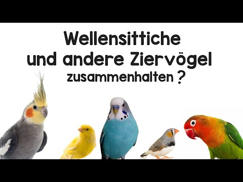 Sind Wellensittiche Knuddeliger Als Nymphensittiche?