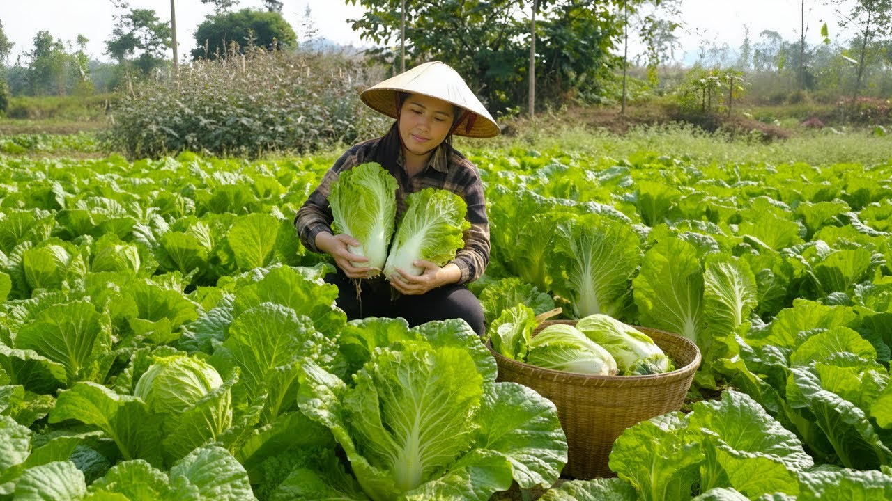 Harvesting the Chinese cabbage garden, making kimchi at home to sell at the market, everyday life