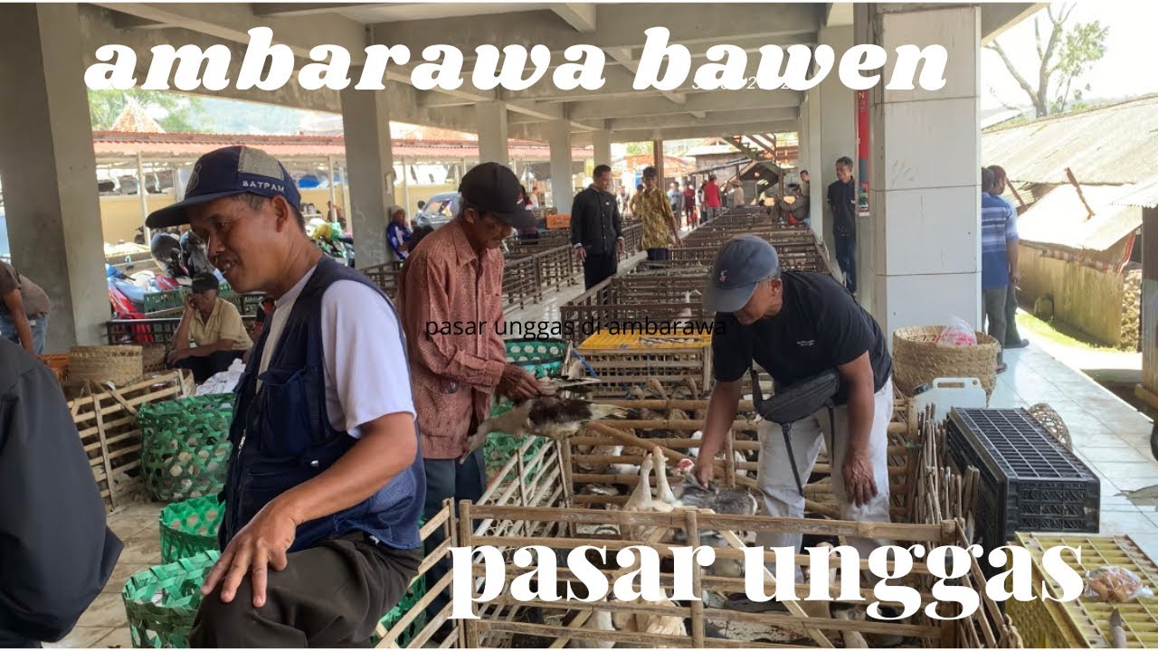 PASAR HEWAN UNGGAS TERLENGKAP DI AMBARAWA BAWEN