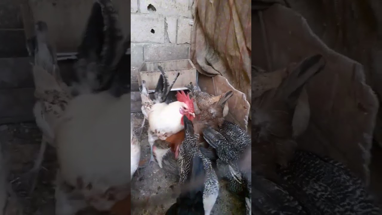 Breeding chickens and chicks