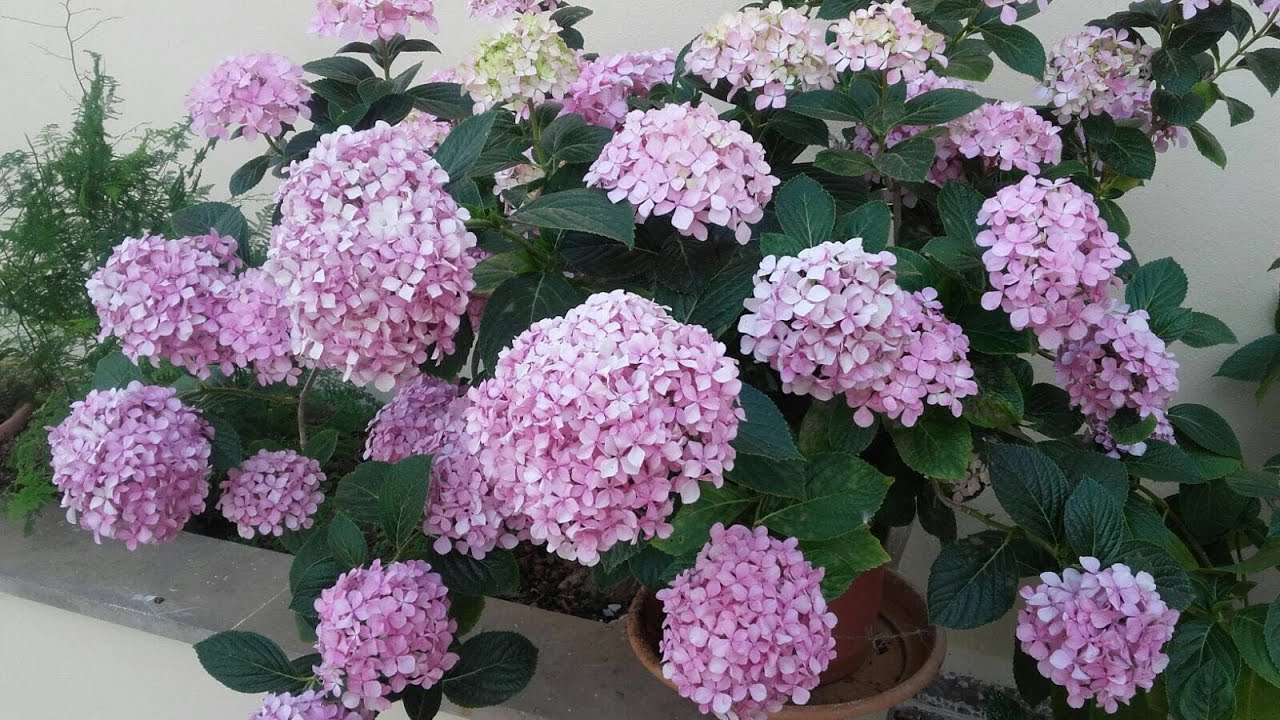 Como podar hortensias