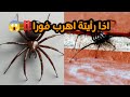 هل عنكبوت الأرملة السوداء هو أخطر كائن سام في العالم 
