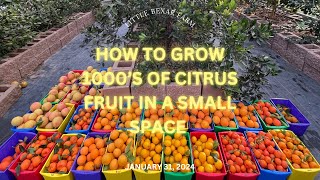 How we grow year round citrus to feed our family and to sell at our own farmers market.