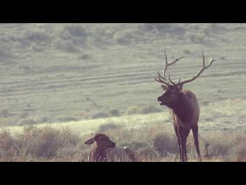 Colorado GMU Unit 36 Hunting Information