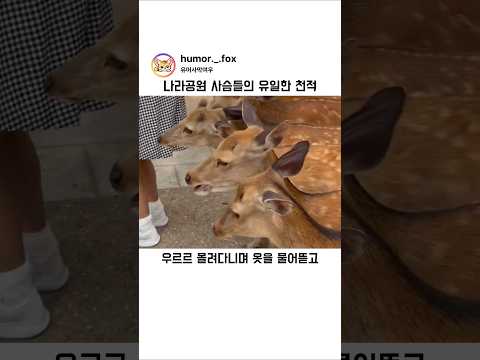 사슴이 유일하게 참는사람 #shorts thumbnail