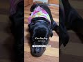 Fun Facts About Rottweilers. #germanrottweiler #rottweiler #rotties #femalerottweiler