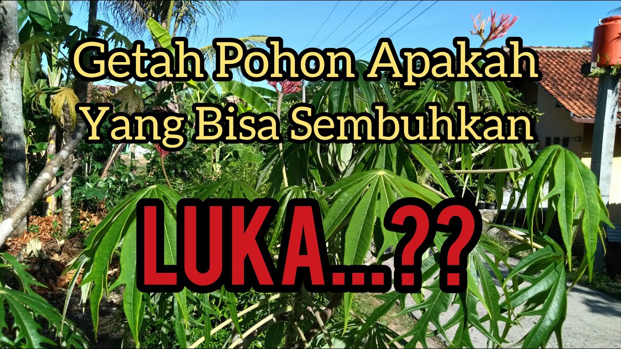#tanamanobatherbal #yodium POHON YODIUM YANG SANGAT AMPUH SEMBUHKAN