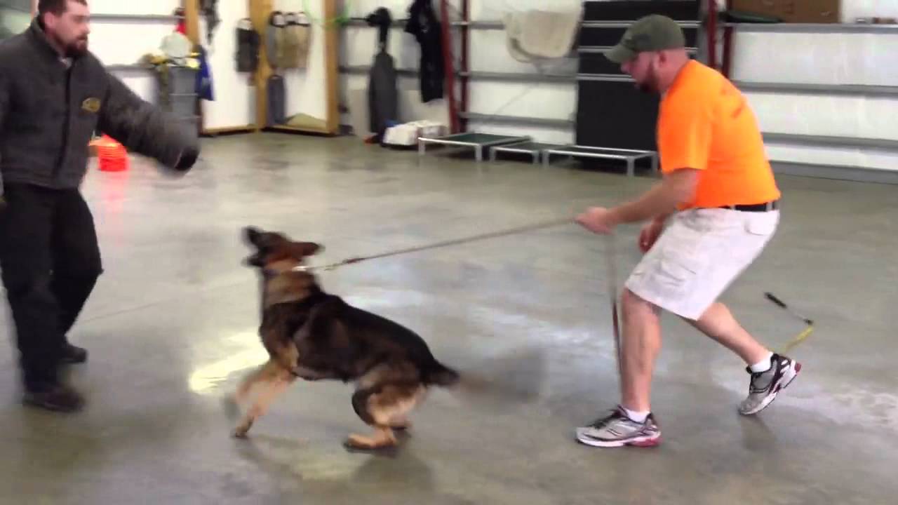 Affordable Personal Protection Dog Copper Sable German Shepherd YouTube