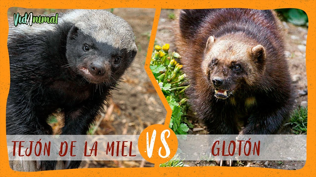 Actualizar 85+ imagen tejon de la miel vs cocodrilo Abzlocal.mx Actualizar 85+ imagen tejon de la miel vs cocodrilo Abzlocal.mx