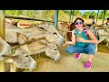 Visiting A FREE Donkey Sanctuary In Aruba! Fun &amp; Unique Excursion At Oranjestad Cruise Port!