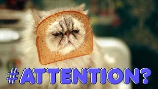 Funny Cat Video - Look what caused a cat to spin the reels! screenshot 3