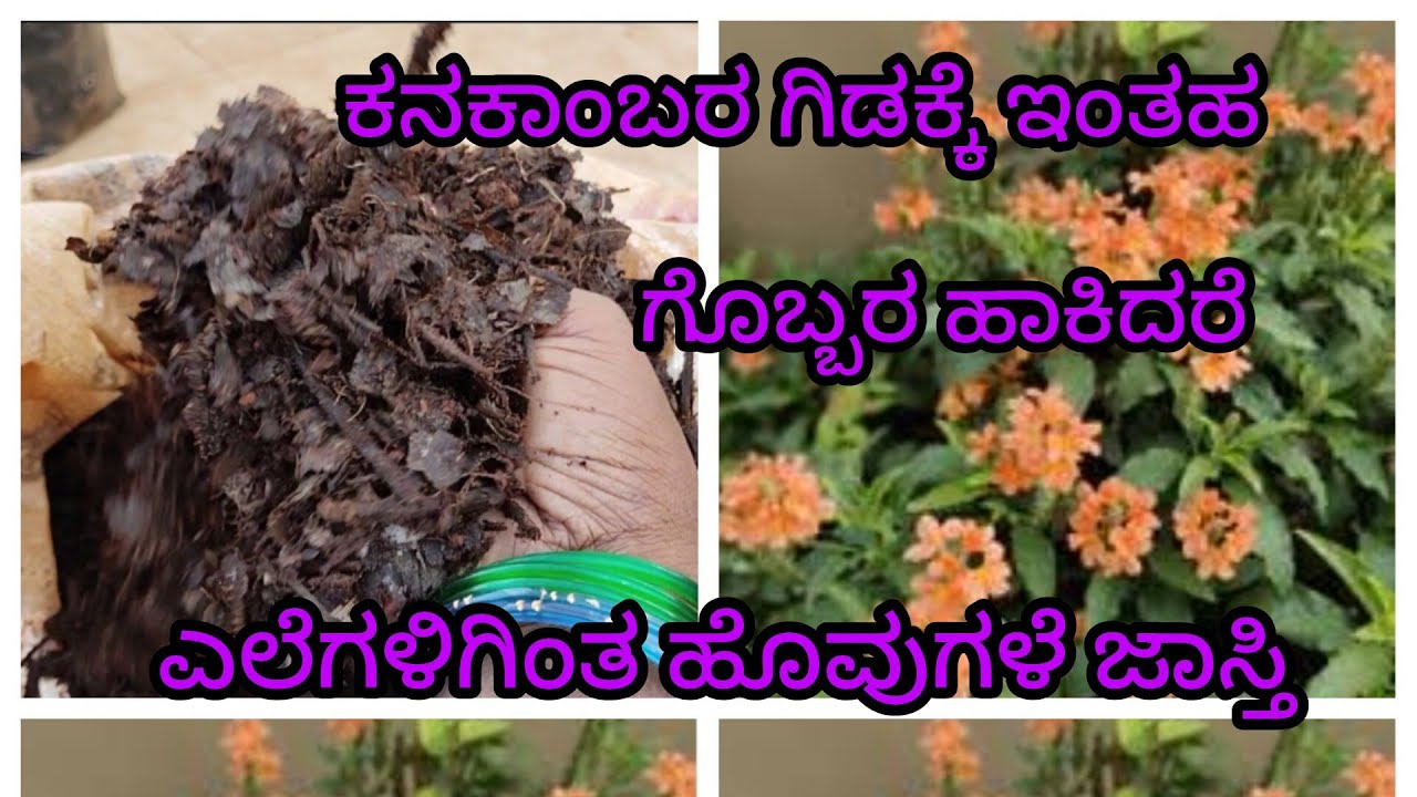 ಕನಕಾಂಬರ ಗಿಡಕ್ಕೆ ಇಂತಹ ಗೊಬ್ಬರ ಹಾಕಿದರೆ ಎಲೆಗಳಿಗಿಂತ ಹೊವುಗಳೇ ಜಾಸ್ತಿ