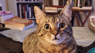 A small history of how I adopted my Cat  Alexander the great aka the Library Cat of Alexandria Egypt