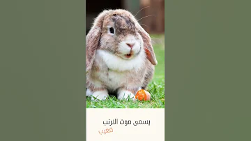ماذا يسمى صوت الارنب 