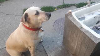 Tisa - Smart Dog Waiting For A Snack