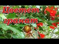 Цветет гранатовое дерево / Pomegranate flower