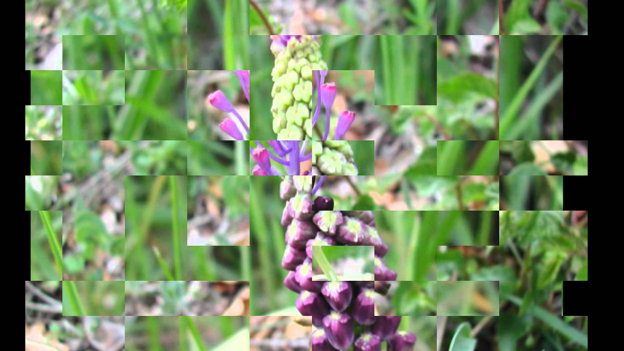 Fleurs Sauvages