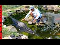 MONSTER STEALING FISH from MY POND!