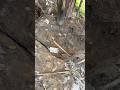 Ghore kam kora mini vlogs #minivlog #freefireshorts #shorts