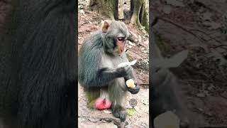 Monkey eating style . monkey behavior. monkey activities. monkey eats. macaco. macaque. bandar