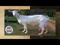 ماعز السانين | Goats Sannin | عالم الحيوان #2