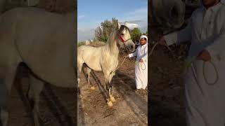 حصان عربي أصيل🔥🐎