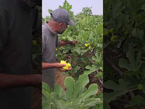 تين ديانا صيفا 1 7 2024