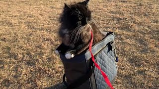 散歩に行くもあまりの寒さにキャリーバッグに引っ込む猫 ラガマフィン A cat that is too cold to refuse a walk
