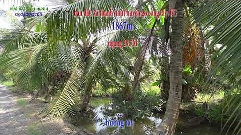 bán vườn dừa 1867m tại xã thạnh nhựt huyện gò công tây mặt tiền đường bê tông 3m( đã bán )
