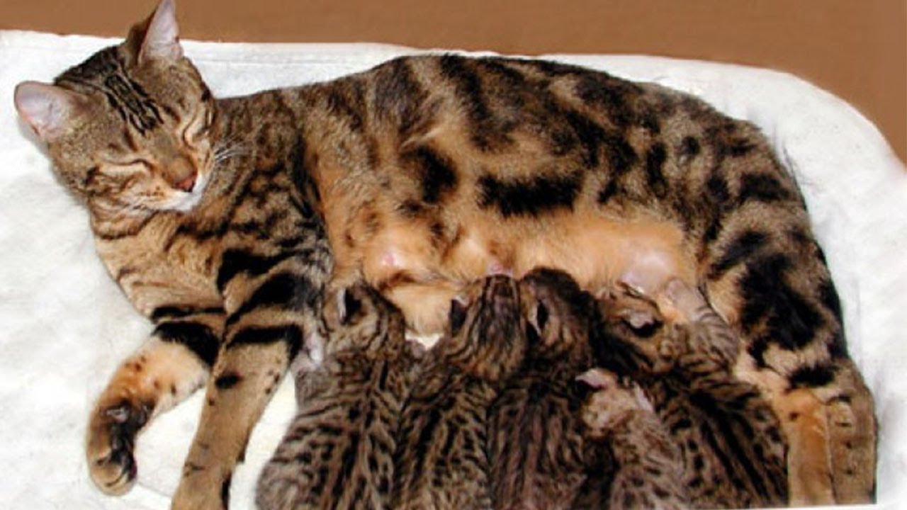 Сколько длится беременность у кошки в месяцах