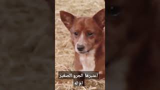 بسبب هذا الجرو الصغير...لم يستطع صاحبه بيع بقرة #حيوانات #الحب #الوفاء#short short