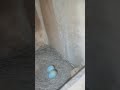 Alhamdulillah wes ngendok neh semoga netes lagi
