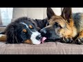 What true love looks like between a German Shepherd Puppy and a Bernese Mountain Dog Puppy!