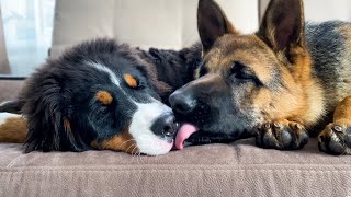 What true love looks like between a German Shepherd Puppy and a Bernese Mountain Dog Puppy!