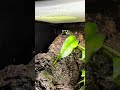 Lets play i Spy! How many frogs can you find? 🐸👀 #frog #reptiles #animals