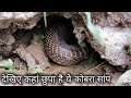 इतना बडा कोबरा सांप बहुत कमी मिलता है | Rescue big cobra snake from Ahmednagar, maharashtra, india