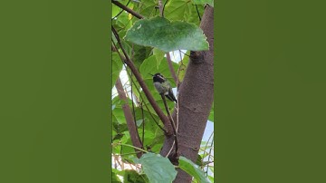 Hummingbird Sounds