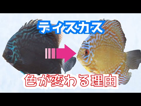 産卵経験あり グリーン・テラー ペア