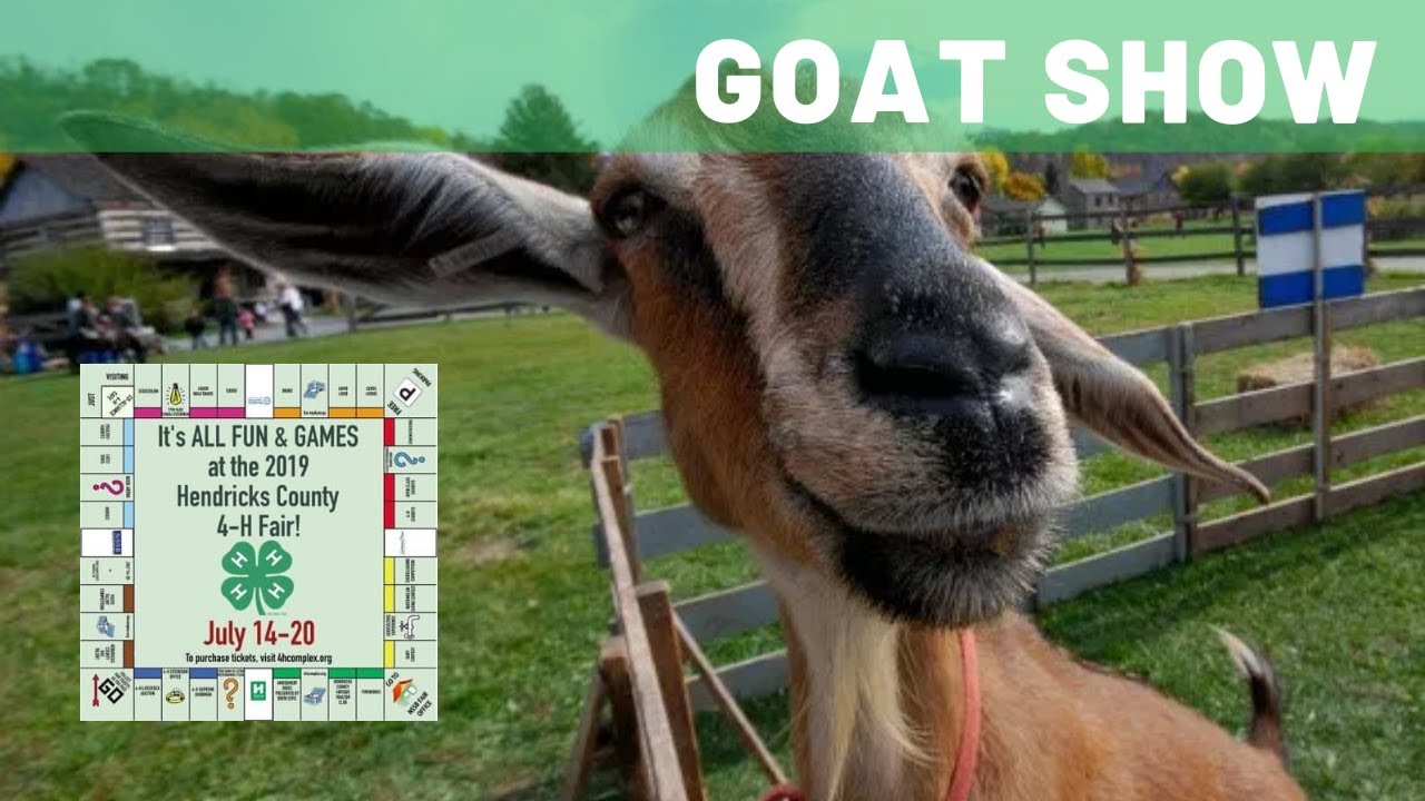 Hendrick's County 4H Fair 2019 Goat Show YouTube