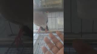 Download Lagu tekukur minta kawin MP3