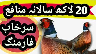 Pheasant Surkhab Farming سرخاب فارمنگ in Urdu Hindi l Pheasant Breeding l Business Plan Feasibility