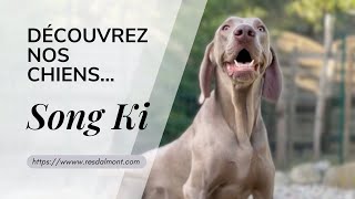 Découvrez nos Chiens...Song Ki by Les Chiens font leur Cinéma 86 views 1 month ago 1 minute, 17 seconds