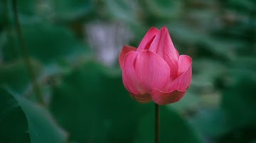 تلاوة بصوت حسن منسي من سورة القصص الآيات (12-28)