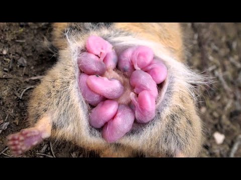 Video: Dos gatos y un bebé: las aventuras de una madre en la crianza de mascotas y personas