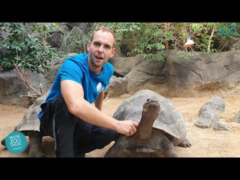 Video: Wie Lange Leben Riesenschildkröten